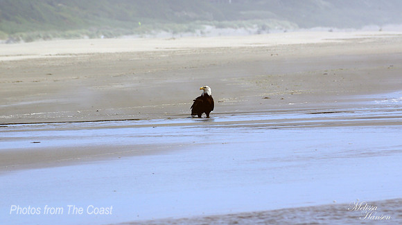 Classic Bald Eagle Poise