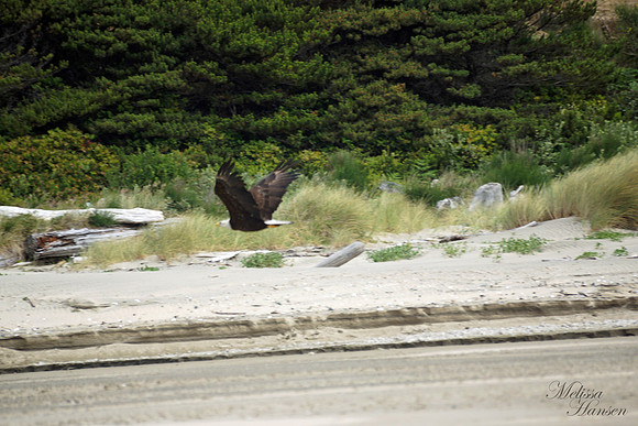 Bald Eagle