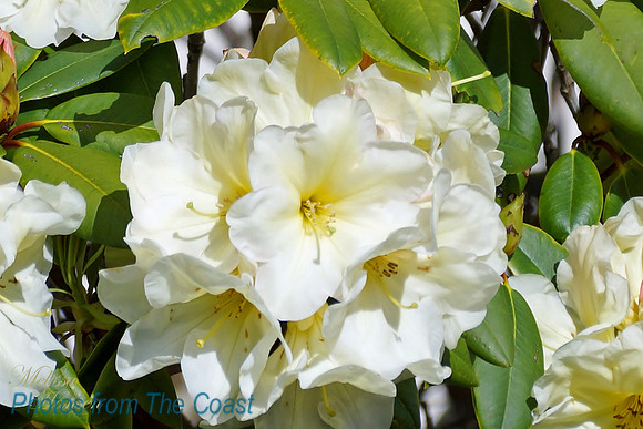 White Rhodie