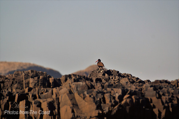 Shore Bird