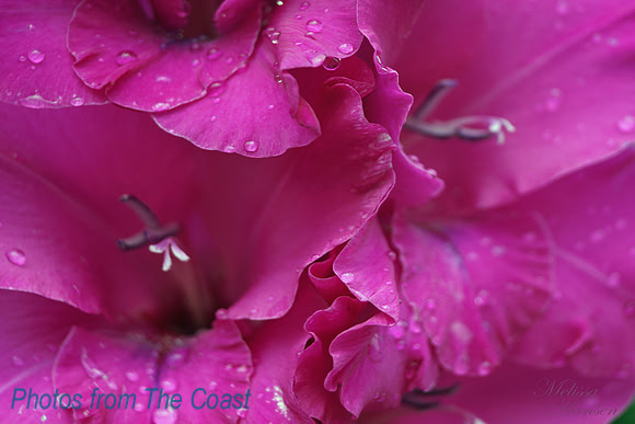 Gladiola