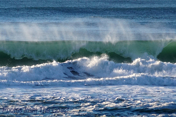 Ocean Beauty