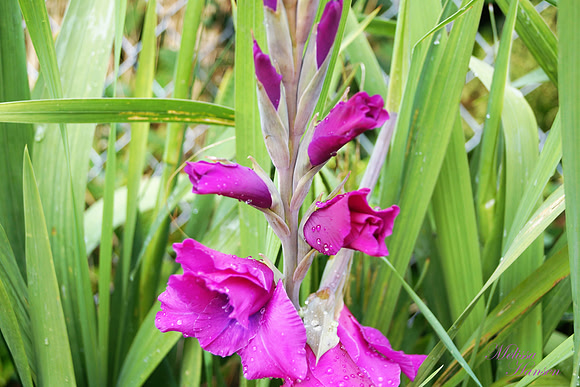 Salty Raindrops on Gladiola