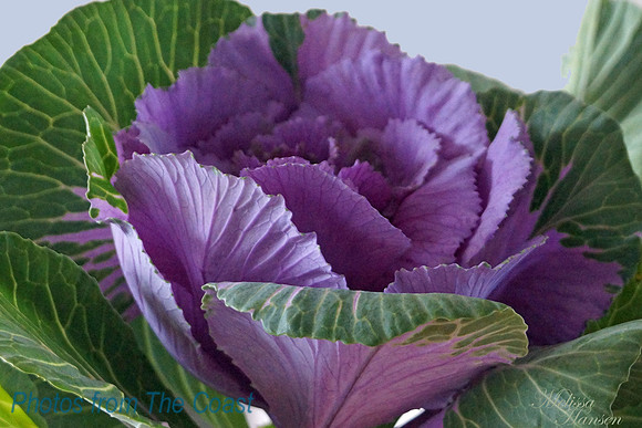 Purple Kale