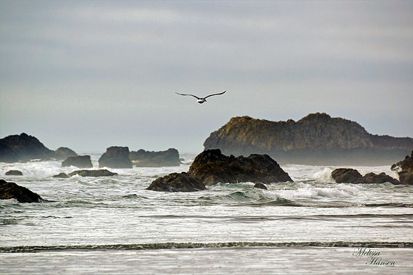 Gull Flying Solo