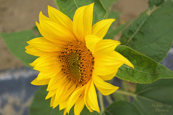 Coastal Sunflower Face