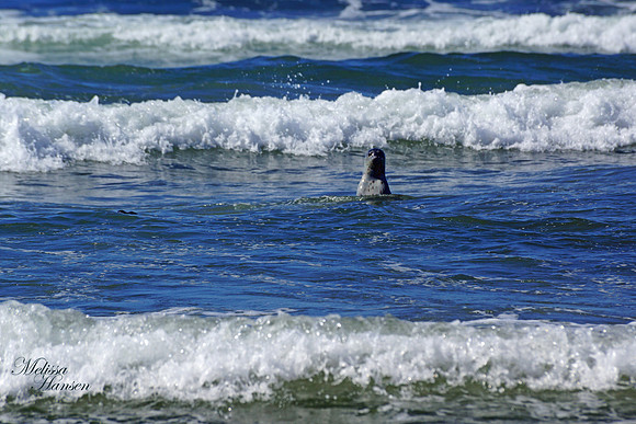 Baby Seal Still has Its Spots