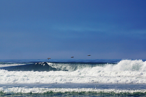 Pelicans Fishing