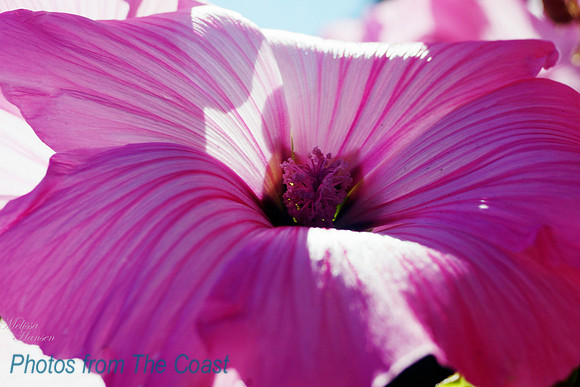 Pink Striped Face
