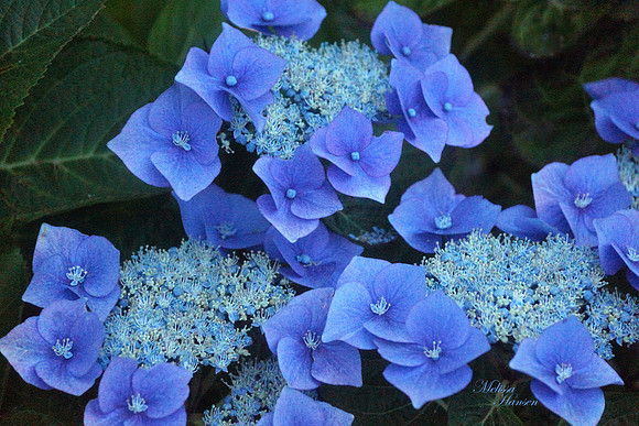 Evening Periwinkle Hydrangea