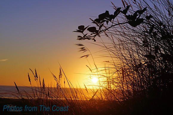 Sunset through Grasses, Blackberry