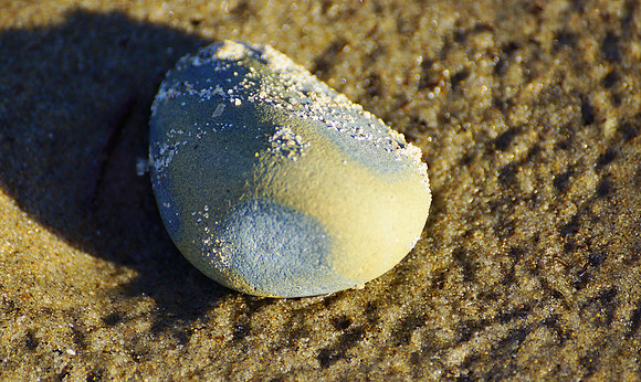 Beautiful Little Multi-colored Stone with Salt & Sand Grains