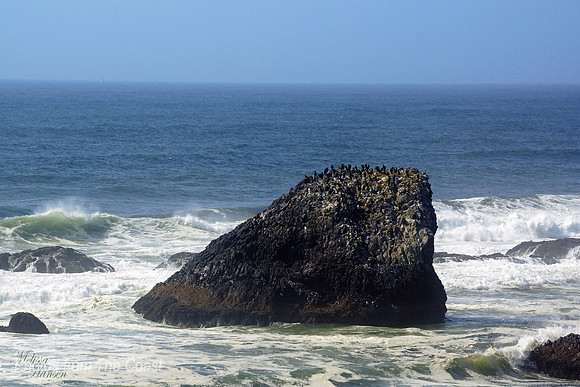 Cormorants