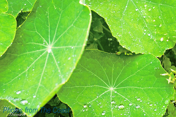 Salty Raindrops