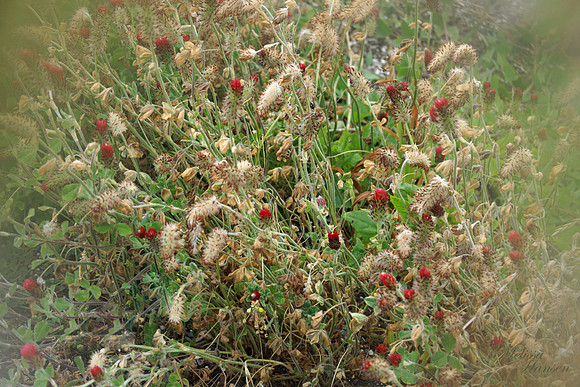 Autumn Foliage on The Coast