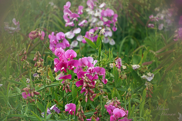 Beach Sweet Pea