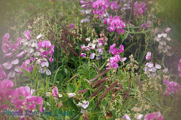 Growing Wild