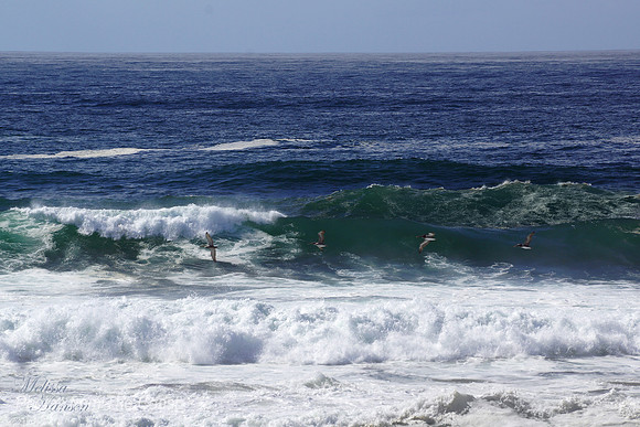 Pelican Fishing in The Surf