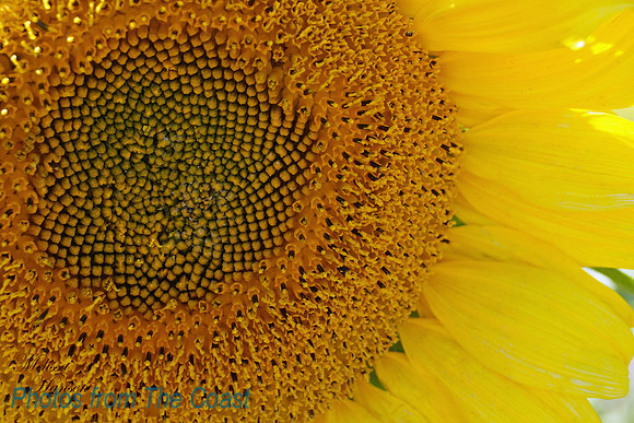 Sunflower Face