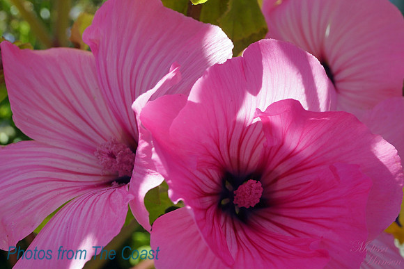 Pink Hibiscus