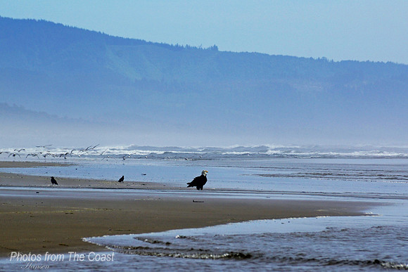 Majestic Eagle on The Beach