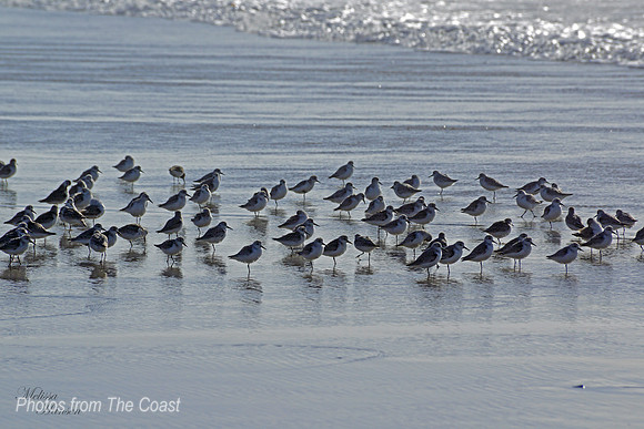 Sweet Waders