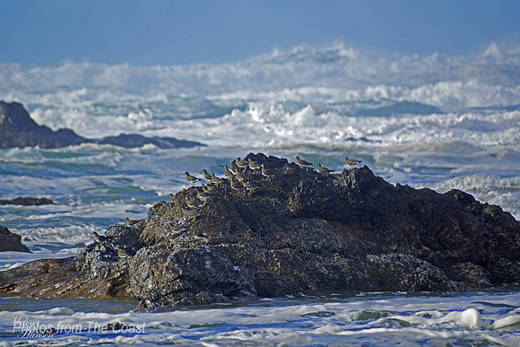 Sweet Little Shorebirds