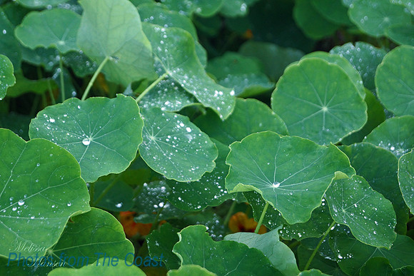 Raindrops on Nasturtium