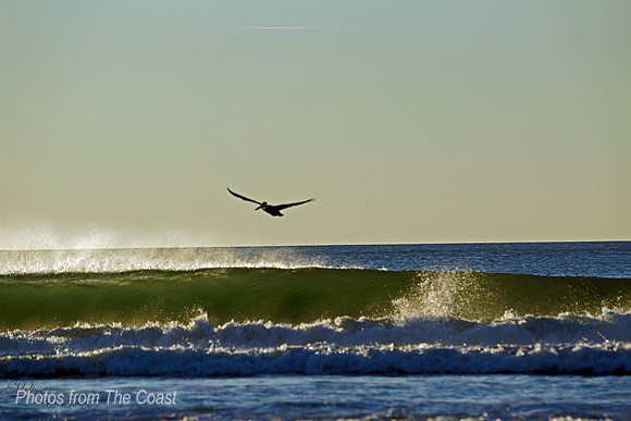 Pelican Fishing Late Afternoon