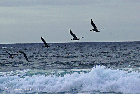 Pelican Fishing the Ocean Surf