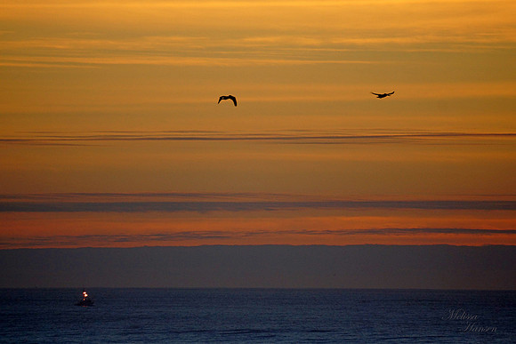 Fishing at Sunset