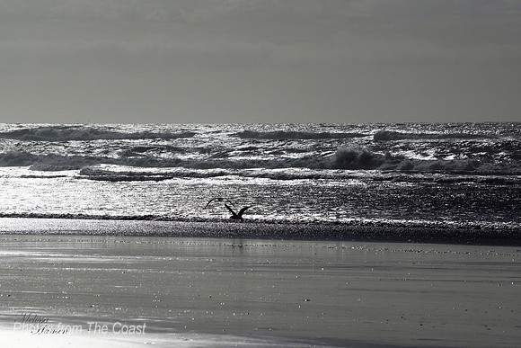 2 Gulls Flying on Silver