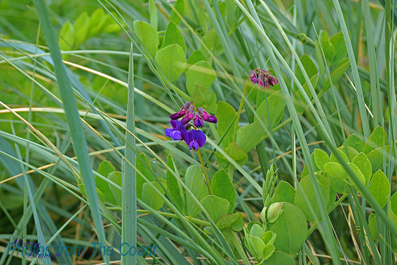 Delicate Beach SweetPea