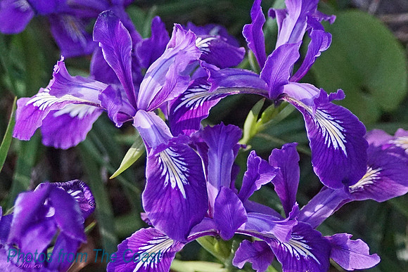 Wild Iris