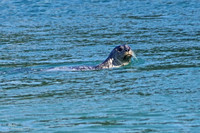 Inquisitive Seal