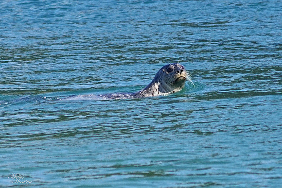 Inquisitive Seal