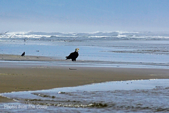Beautiful Eagle on The Beach