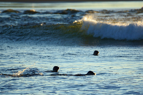 3 Beautiful Sea Pups