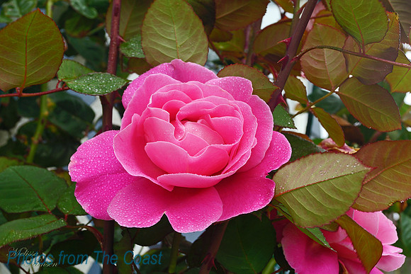 Autumn Rose