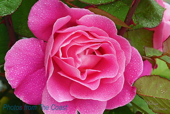 Rose and Rain