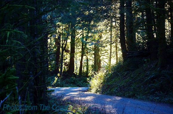 Trail to The Magical woods