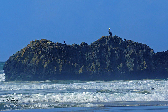 Pelican on A Rock