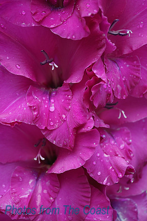 Rain on A Gladiolus