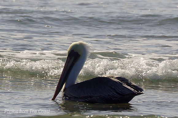 Beautiful white pelican