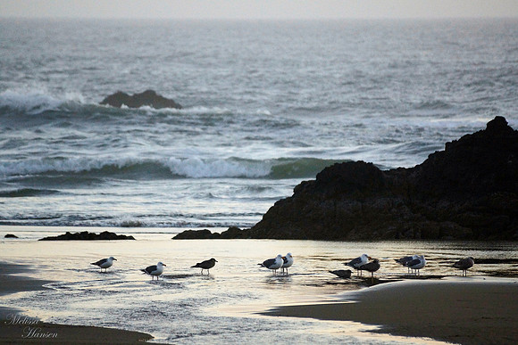 Seagulls at Dusk