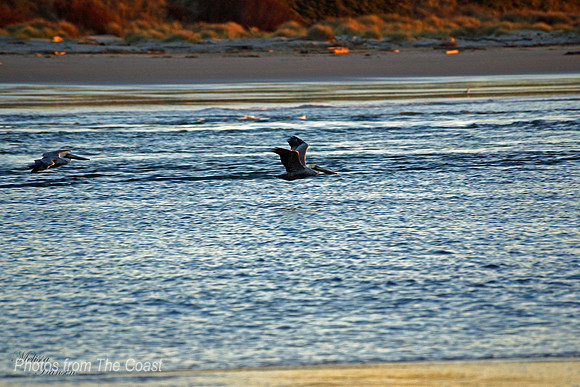 Pelican at Sunset
