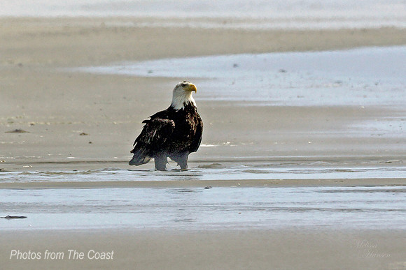 Large Eagle