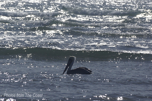 White pelican floating on sparkling ocean