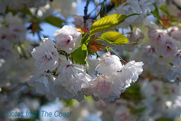 Spring Blossoms