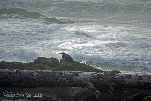 Camouflaged Shore Bird